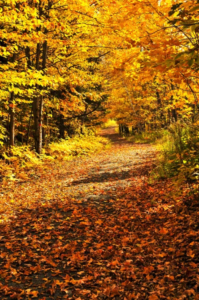 Foresta d'autunno — Foto Stock