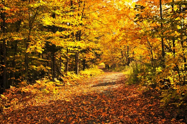 秋の森 — ストック写真
