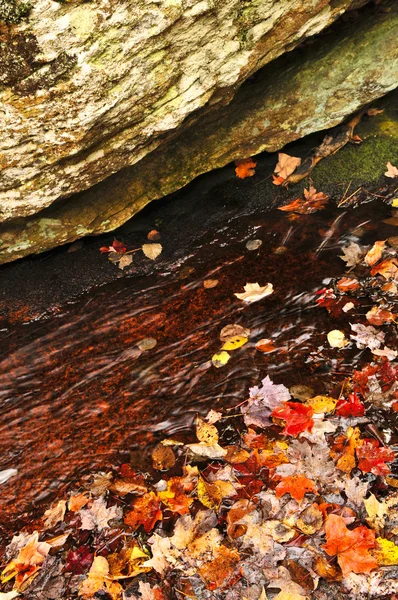 Το φθινόπωρο τα φύλλα στη λίμνη — Φωτογραφία Αρχείου