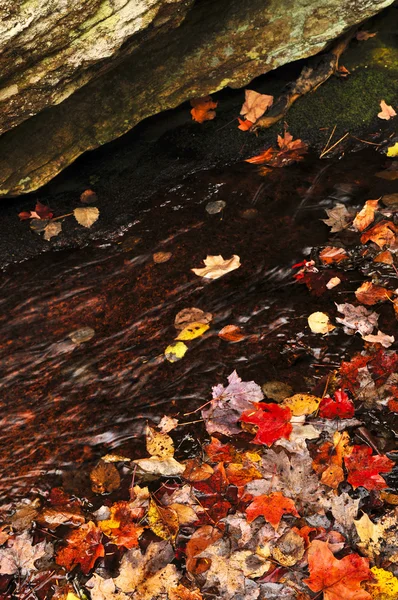 Podzimní listí v jezeře — Stock fotografie