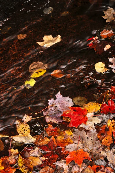 Herbstlaub im Bach — Stockfoto