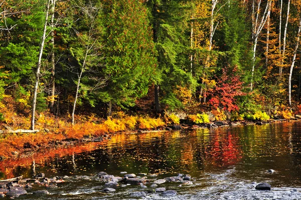 秋天森林和湖岸 — 图库照片