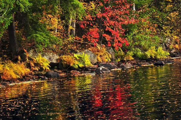 Bosque de otoño y orilla del lago —  Fotos de Stock