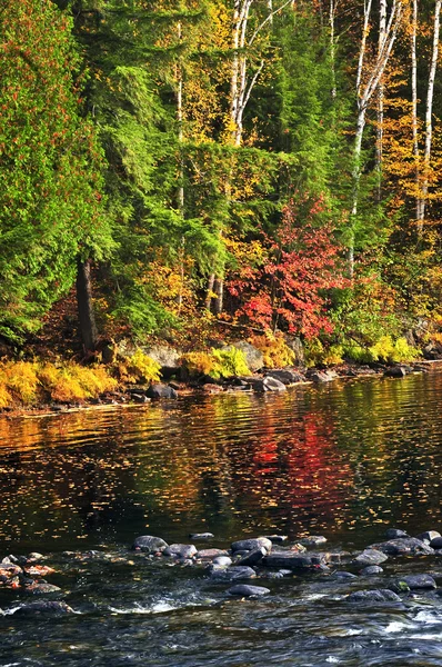 Осенний лес и берег озера — стоковое фото