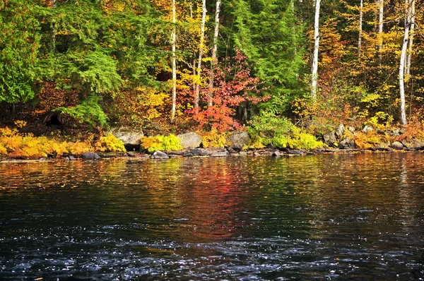 Forêt d'automne et rivage du lac — Photo