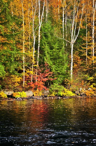 Podzim lesní a lake shore — Stock fotografie