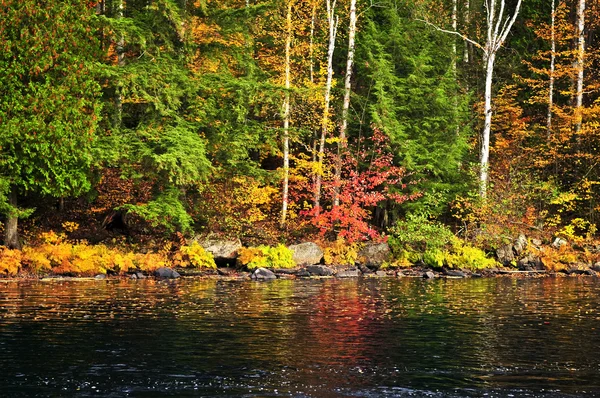 秋天森林和湖岸 — 图库照片