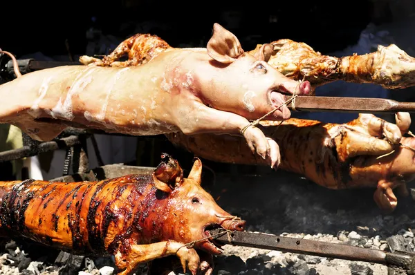 stock image Roasted pigs