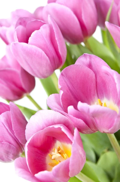 Tulipanes rosados — Foto de Stock