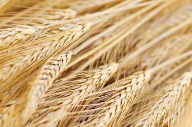 Wheat ears clipart