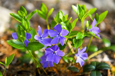 Purple wildflowers closeup clipart