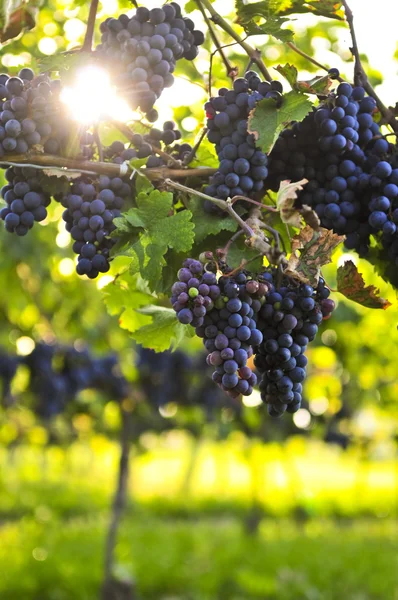 Fioletowy winogron — Zdjęcie stockowe