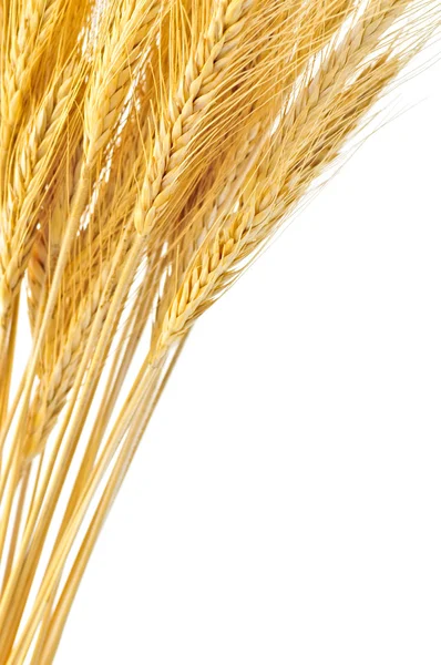 离体的小麦的耳朵 — 图库照片