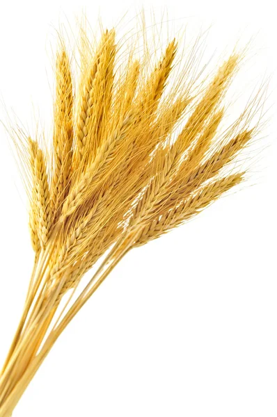 Isolierte Weizenähren — Stockfoto