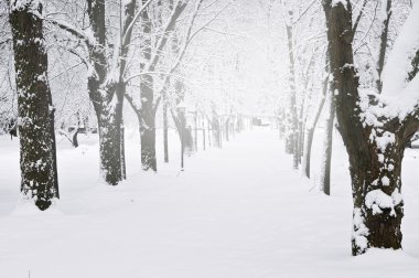 ağaçları kış Park Lane kar ile kaplı