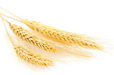 Isolated wheat ears clipart