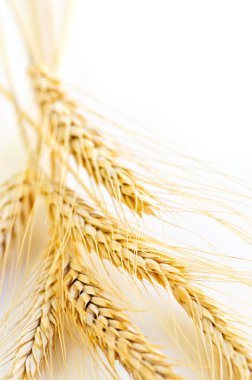 Ripe wheat ears close up with copy space clipart