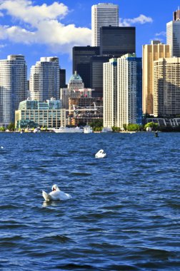 Toronto waterfront beyaz kuğu ve liman ile