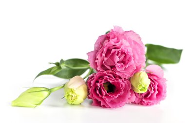 Isolated pink flowers clipart