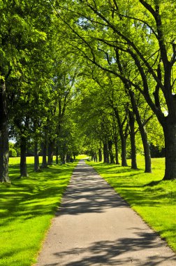 Recreational path in green park lined up with trees clipart