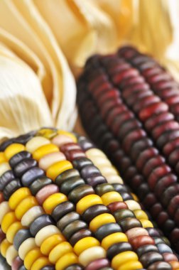 Two cobs of indian corn close up clipart