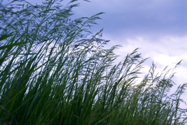 Grass with seeds clipart