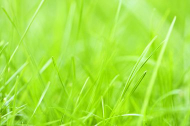 Green grass background clipart