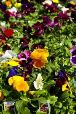 Pansies for sale for planting in spring clipart