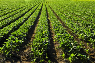 Rows of turnip plants in a cultivated farmers field clipart