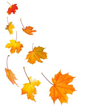 Fall maple leaves background clipart