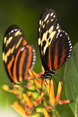 Large tiger butterflies clipart
