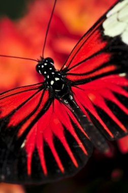 Red heliconius dora butterfly with open wings clipart