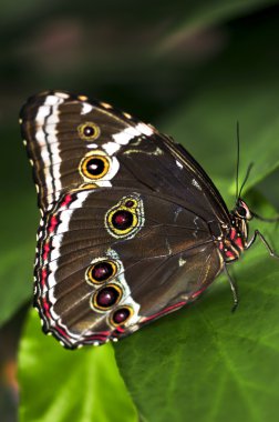 Butterfly on a plant clipart