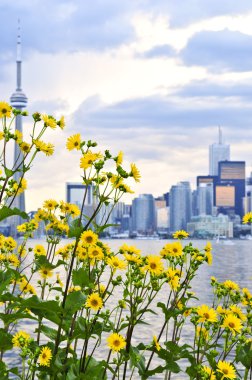 Toronto şehir sahil manzarası ile ön planda sarı çiçek
