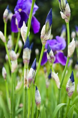 Floral background of purple irises about to bloom clipart