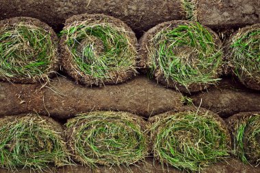 Rolled sod clipart