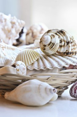 Several various seashells in a basket close up clipart