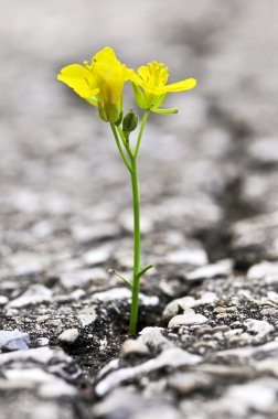 Green grass growing from crack in old asphalt pavement clipart