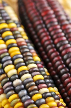 Two cobs of indian corn close up clipart