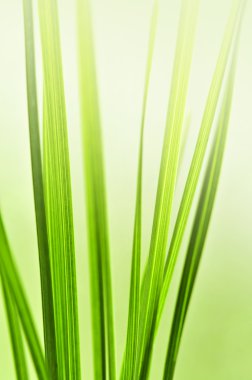 Natural background with green grass blades close up clipart