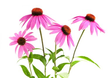 Echinacea purpurea bitki