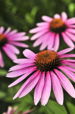 Echinacea purpurea bitki