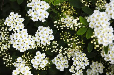 Bridal wreath shrub flowers clipart