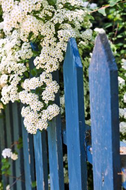 Blue picket fence with flowering bridal wreath shrub clipart