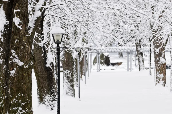 Lane in winter park — Stock Photo, Image