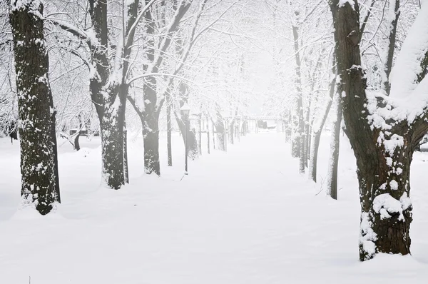 Lane Winter Park Hóval Borított Fák — Stock Fotó
