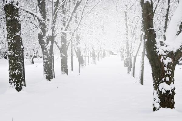 Carril Parque Invierno Con Árboles Cubiertos Nieve — Foto de Stock