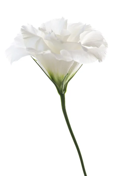 Изолированный белый цветок — стоковое фото