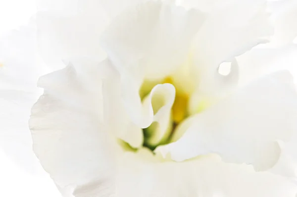 Flor branca isolada — Fotografia de Stock
