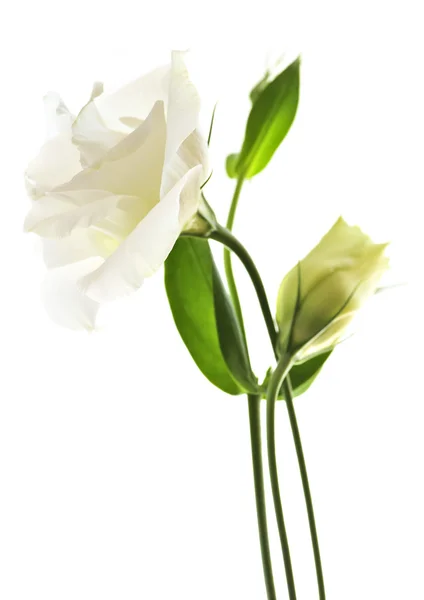 称为草原玫瑰隔离在白色背景上的鲜花 — 图库照片